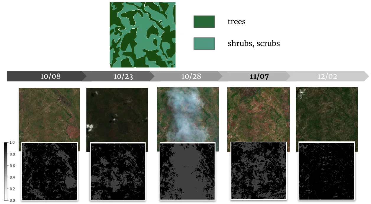 A tree-and-shrub label map above five dated satellite observations, each paired with a grayscale confidence mask that fades under clouds or inconsistent vegetation